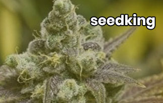 Seed King Review – The Most Popular Feminized And Medical Seeds