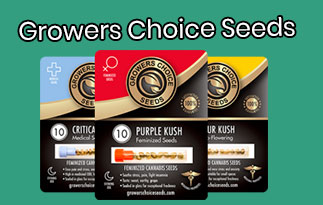 Growers Choice Seeds Reviews – Best Premium Cannabis Seeds