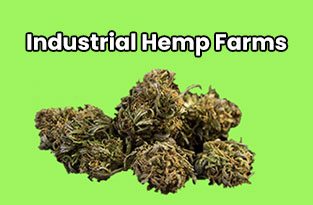 Industrial Hemp Farms Review | The Best CBD Hemp Clones And Seeds