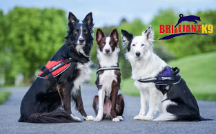 BRILLIANTK9 Review | Perfect Ergonomic Harness For All Dogs