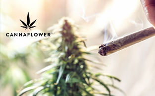 Cannaflower Review | Best and Organic CBD-Hemp Flower for All Enthusiasts